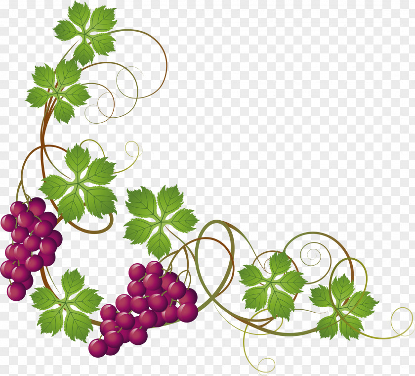 Hand Painted Purple Grapes Common Grape Vine Leaves Clip Art PNG