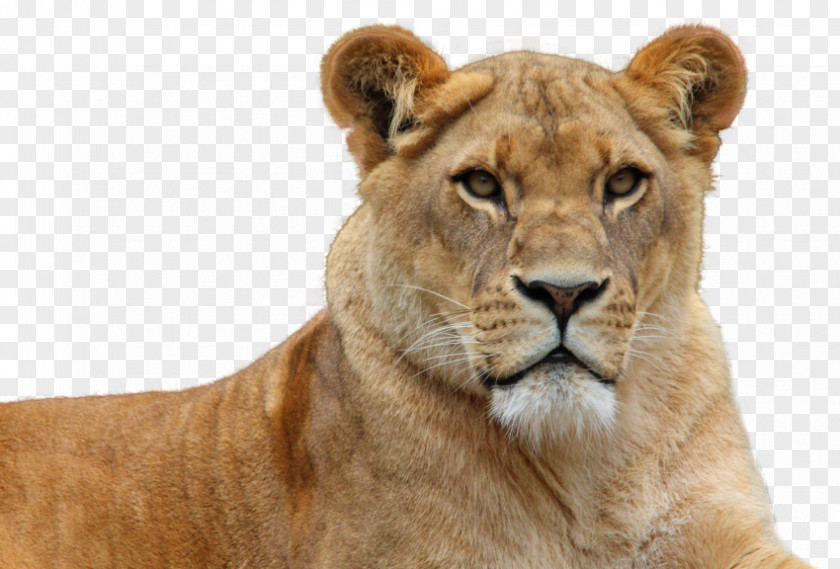 Lion Mane East African Felidae PNG