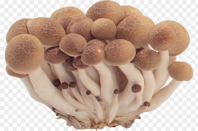 Mushroom Edible Common Fungus PNG