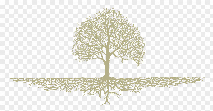 Oak Drawing Tree Roots PNG