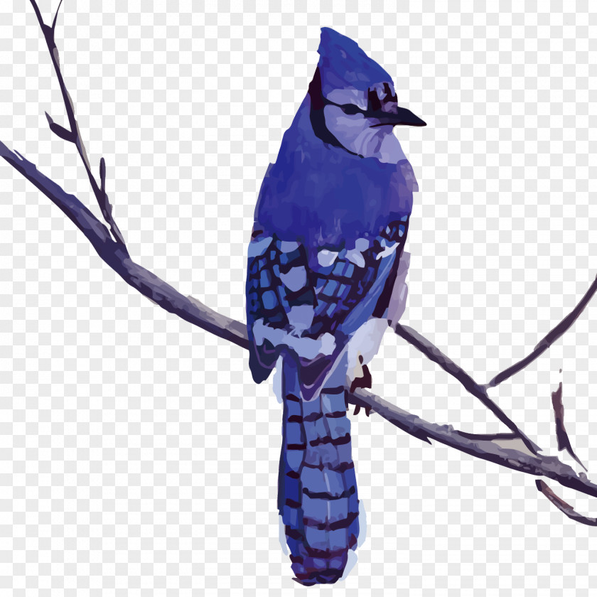 Vector Birds Bird Blue Jay Drawing Painting Art PNG