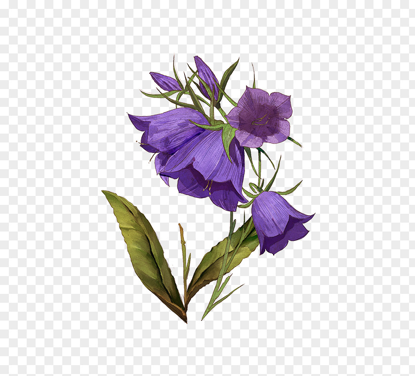 Violet Bellflower Herbaceous Plant Stem Plants PNG
