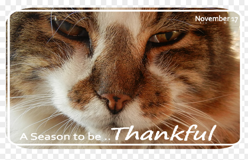 Be Thankful European Shorthair Toyger Bengal Cat Aegean Whiskers PNG