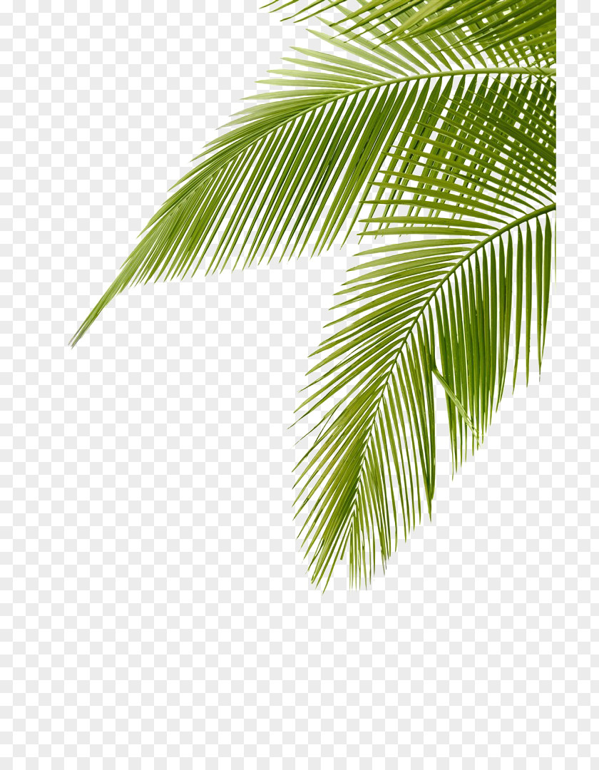 Coconut Leaves Arecaceae Leaf Frond Clip Art PNG