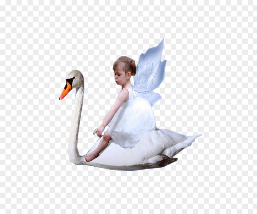 Enfant Cygnini Duck Child Painting Infant PNG