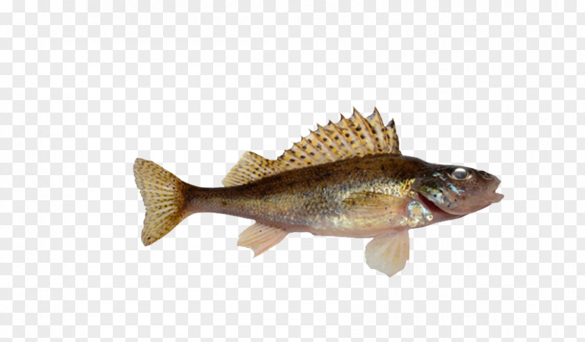 Fish With Yellow Fins Tilapia Fin PNG
