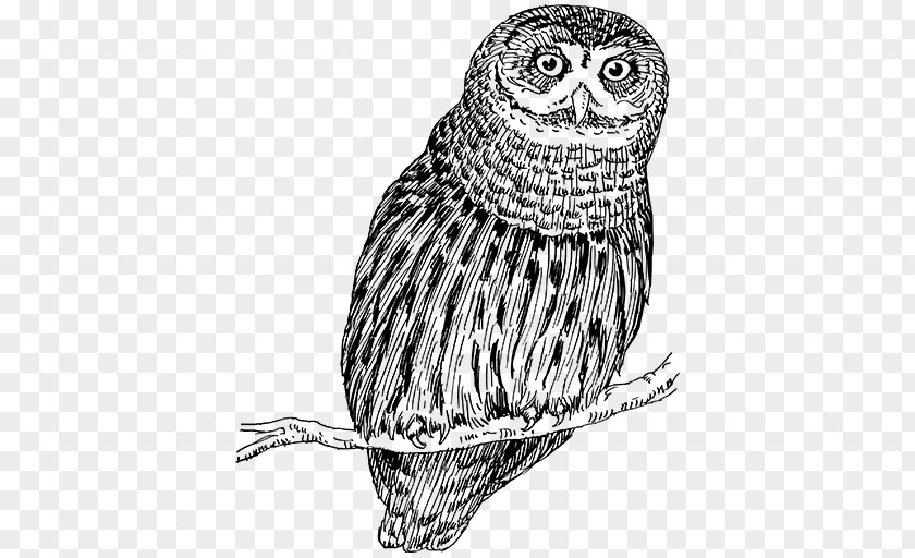 Owl Snowy Bird Drawing Vertebrate PNG