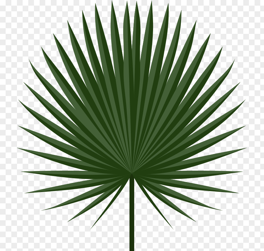 Palm Leaves Palm-leaf Manuscript Arecaceae Branch Clip Art PNG