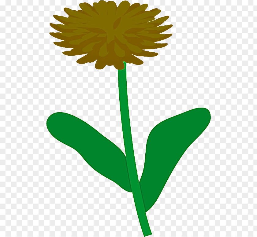 Dandelion PNG