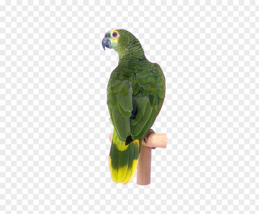 Green Parrot Bird Clip Art PNG