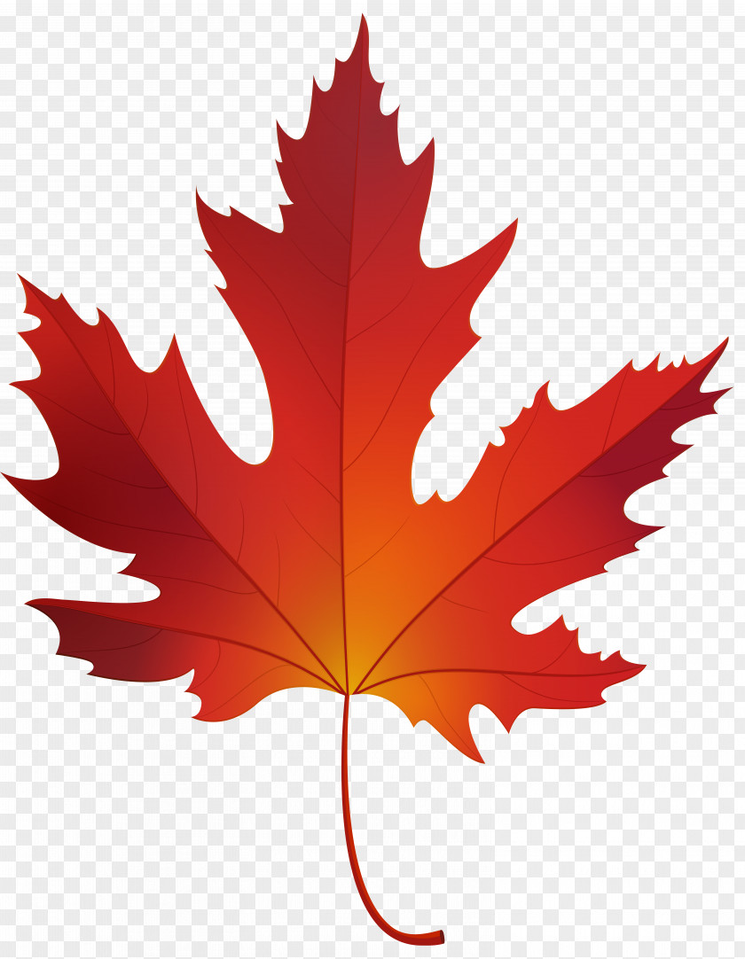 Maple Leaf Red Sugar Clip Art PNG