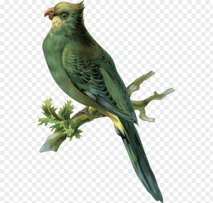 Loros Budgerigar Parakeet Finches Clip Art PNG