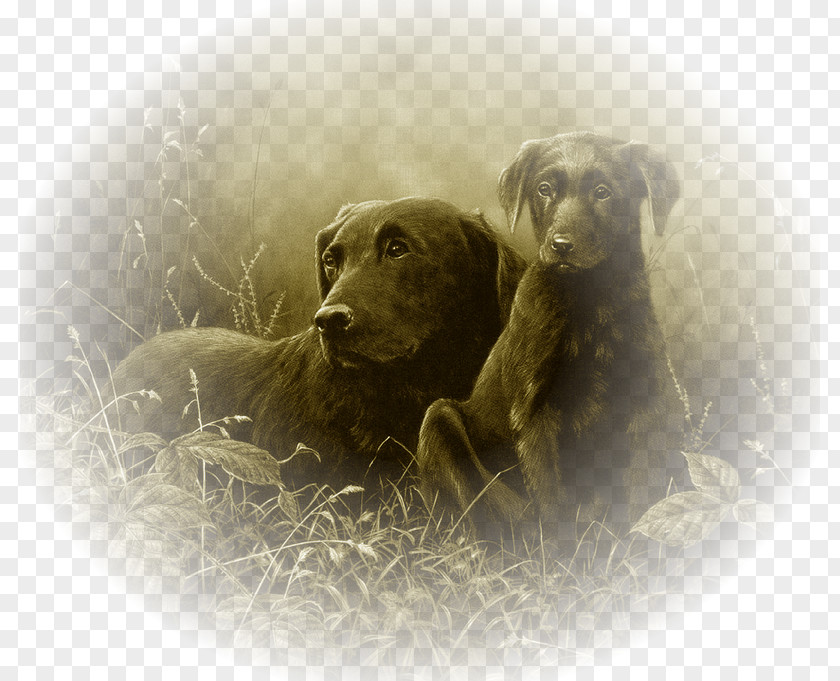 Puppy Labrador Retriever Boykin Spaniel Dog Breed Long John Silver PNG