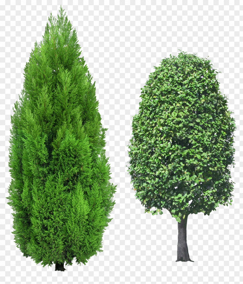 Tree Mediterranean Cypress Evergreen Clip Art PNG