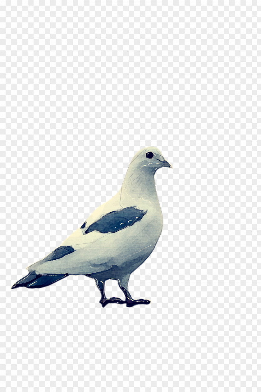 Wildlife Wing Dove Bird PNG