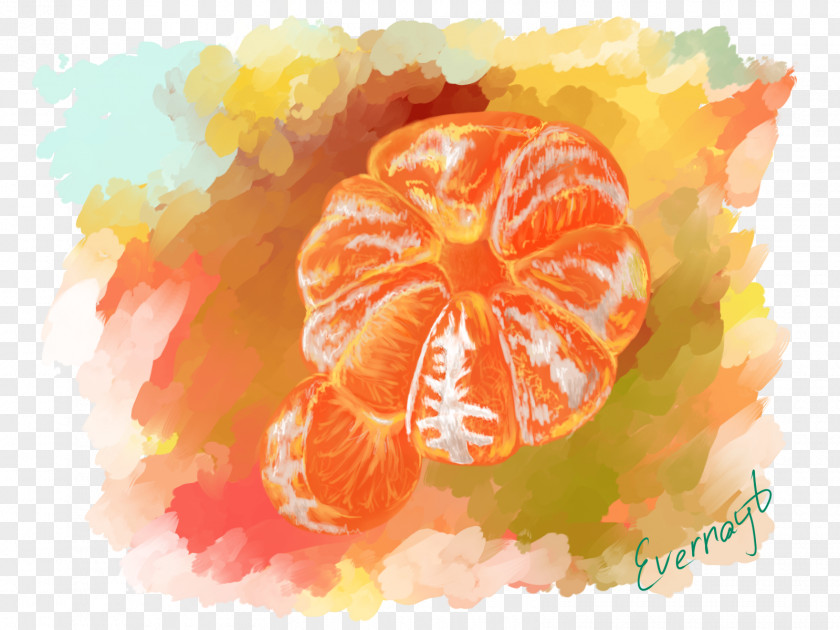 Grapefruit Mandarin Orange Tangerine Clementine Watercolor Painting PNG