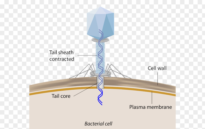 Leave The Material Bacteriophage Bacterial Cell Structure Infection Virus PNG