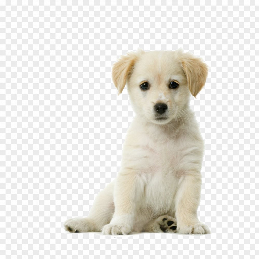 Puppy PNG clipart PNG