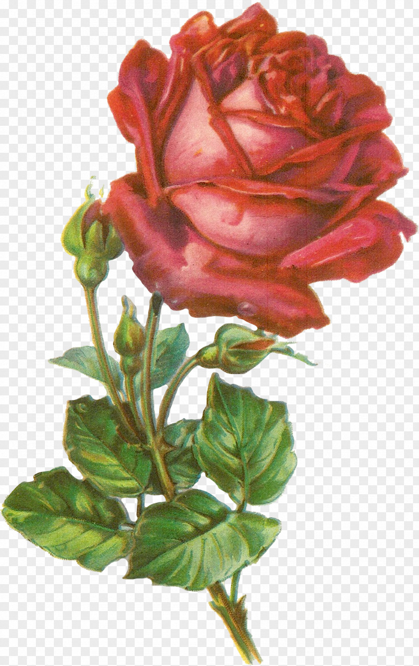 Rose Botanical Illustration Botany Clip Art PNG