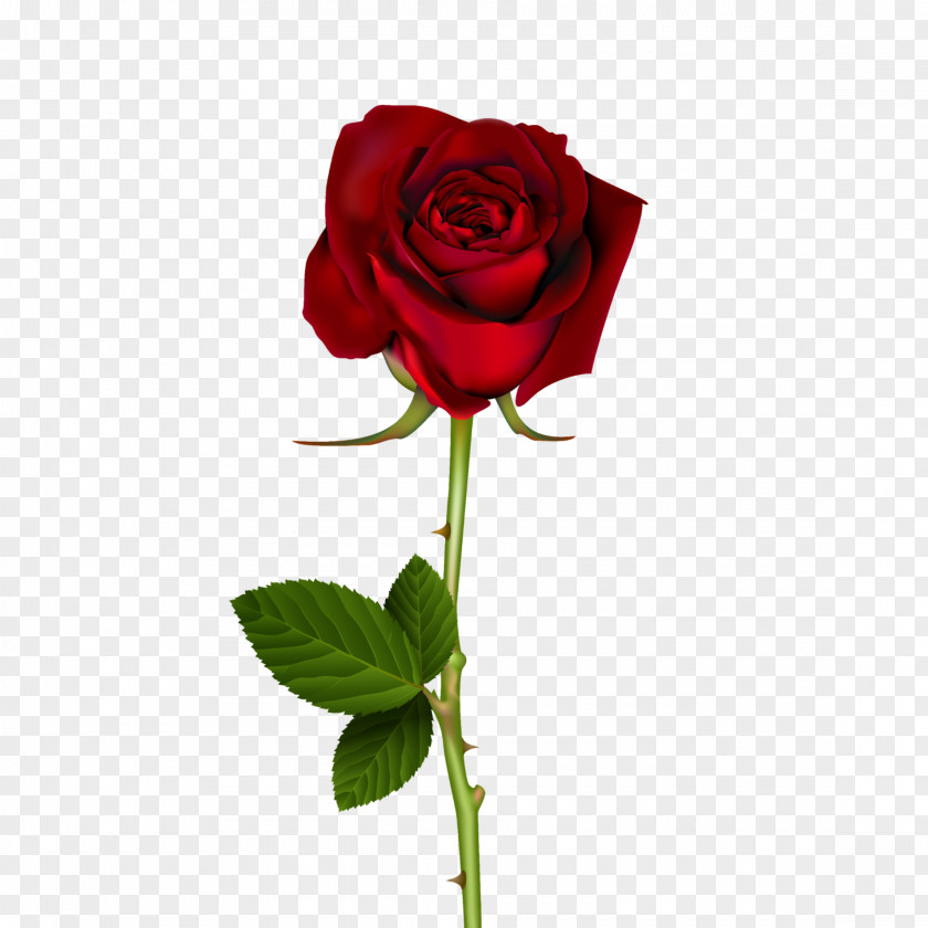 Rose Garden Roses Flower Clip Art Image PNG