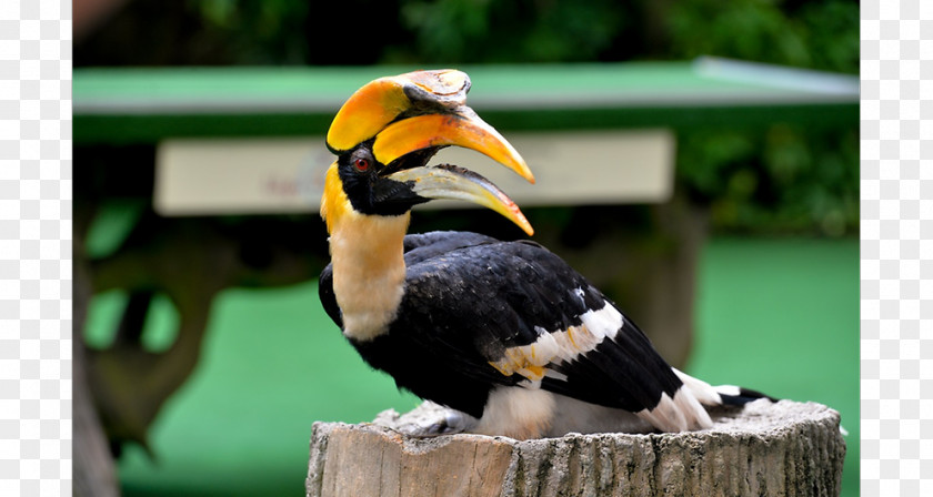 Bird Jurong Park Kuala Lumpur Oriental Pied Hornbill PNG
