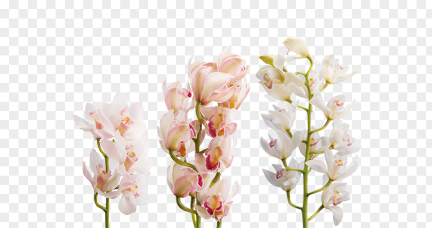 Cymbidium Orchid Silk Flowers Orchids Boat Flower Bouquet Transvaal Daisy PNG