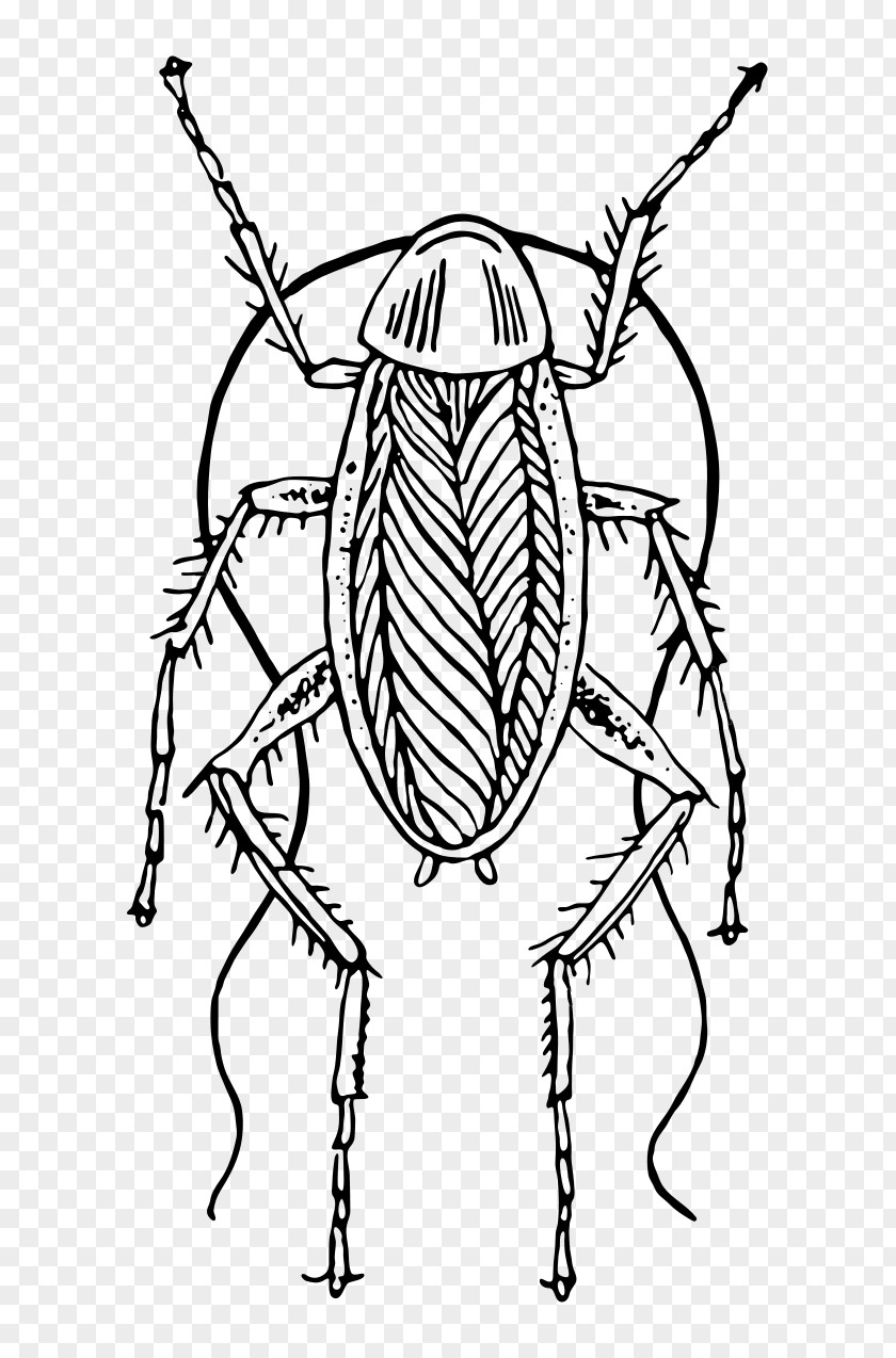 Cockroach Drawing Animal Clip Art PNG