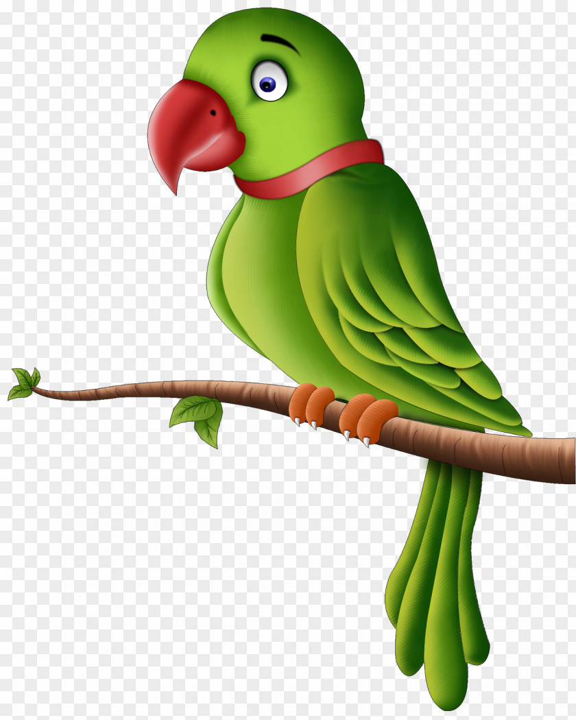 Parrot Pic Wallpaper PNG