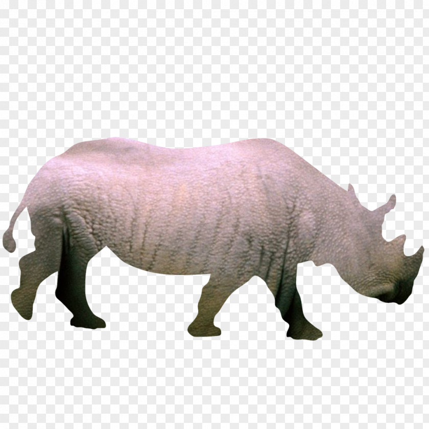 Rhino Silhouette Animal Clip Art PNG
