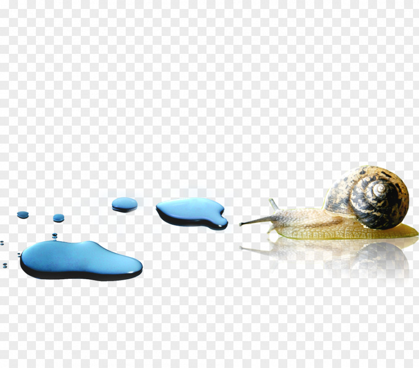 Snails Snail Orthogastropoda Escargot PNG