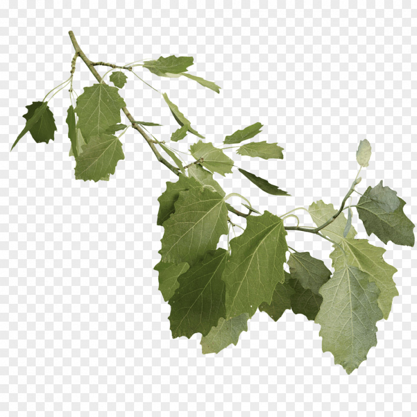 TWIG Leaf Grape Leaves Twig Plant Stem Tree PNG