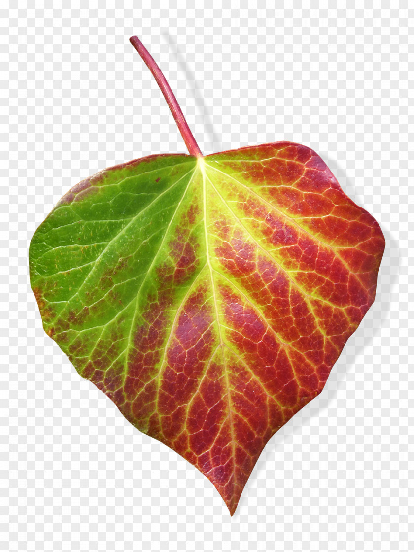 Leaf Stock.xchng Image Stock Photography PNG