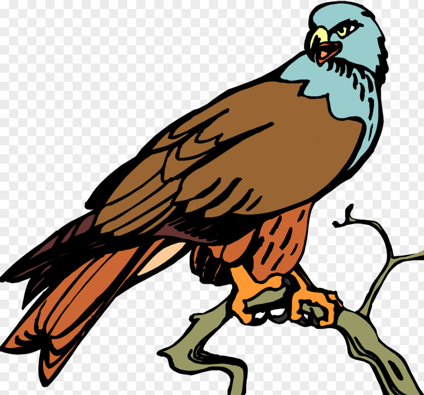 Vulture Bird Of Prey Hawk Beak Eagle PNG