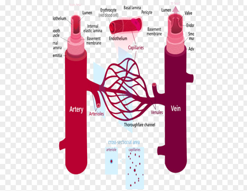 Disease Prevention Peripheral Artery Blood Vessel Vascular System Hypertension PNG