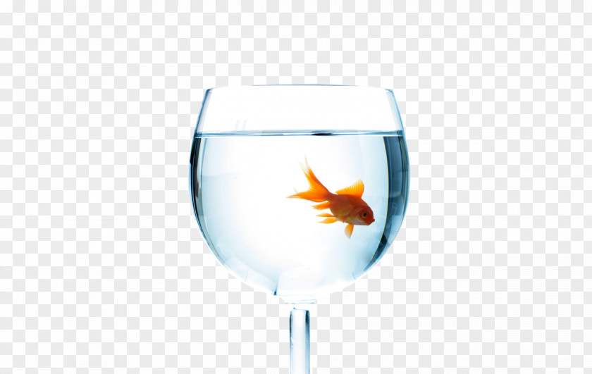 Glass Goldfish Wine Cup Fish PNG