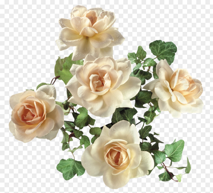 White Roses Garden Flower PNG