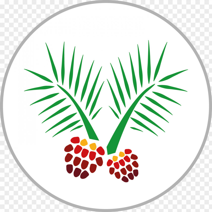 African Oil Palm Fruit Trees Monocotyledon Food PNG