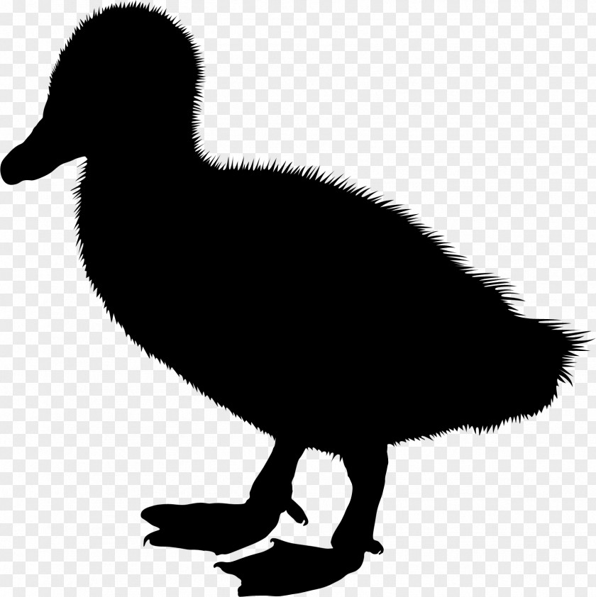 Duck Clip Art Silhouette Illustration Vector Graphics PNG