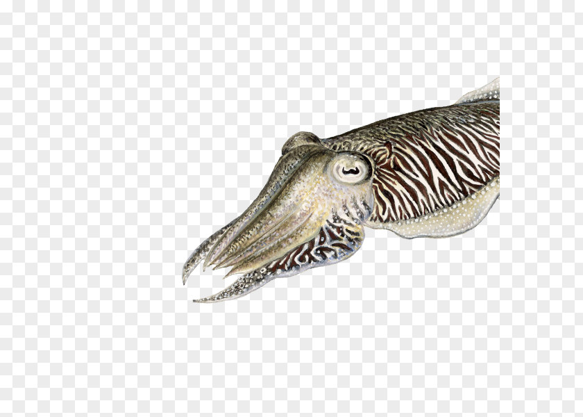 Sepia Cuttlefish Sea Of Japan Coleoids Biology PNG