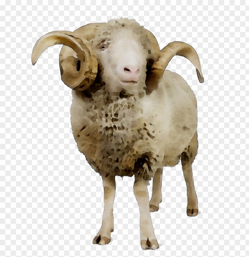 Sheep Argali Goat Terrestrial Animal Snout PNG