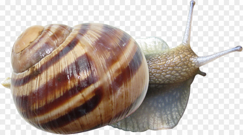 Snail Emerald Green Gastropods Seashell PNG