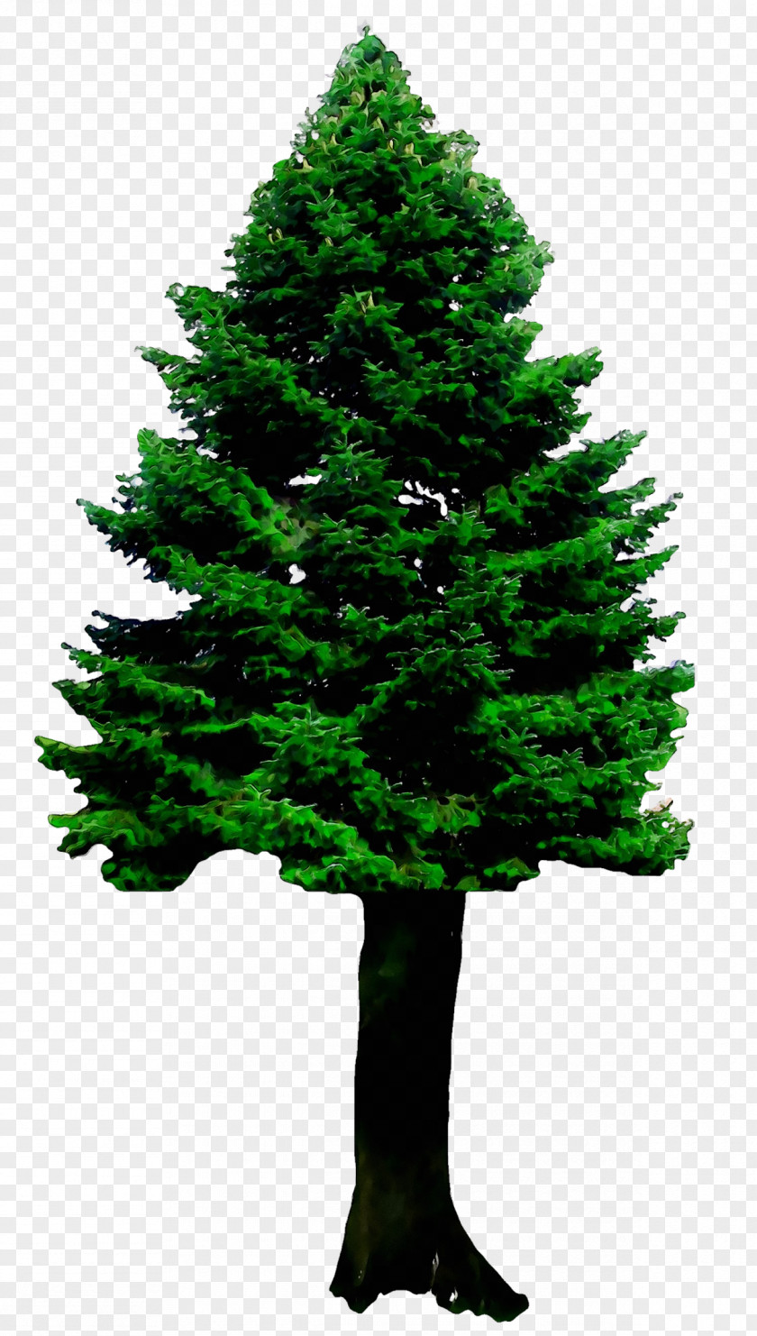 Spruce Christmas Tree Fir Ornament Pine PNG