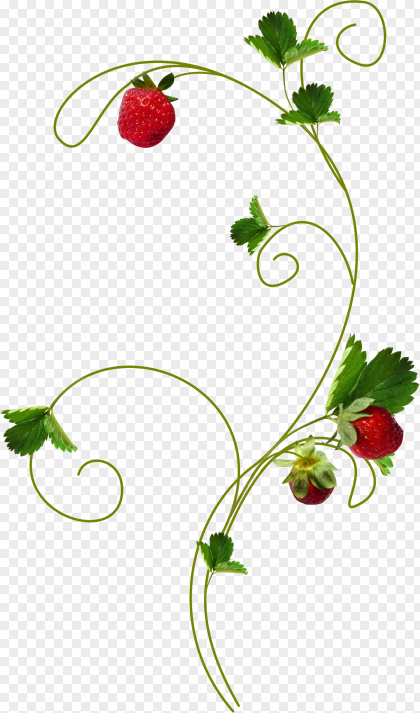 Strawberry Blog Clip Art PNG