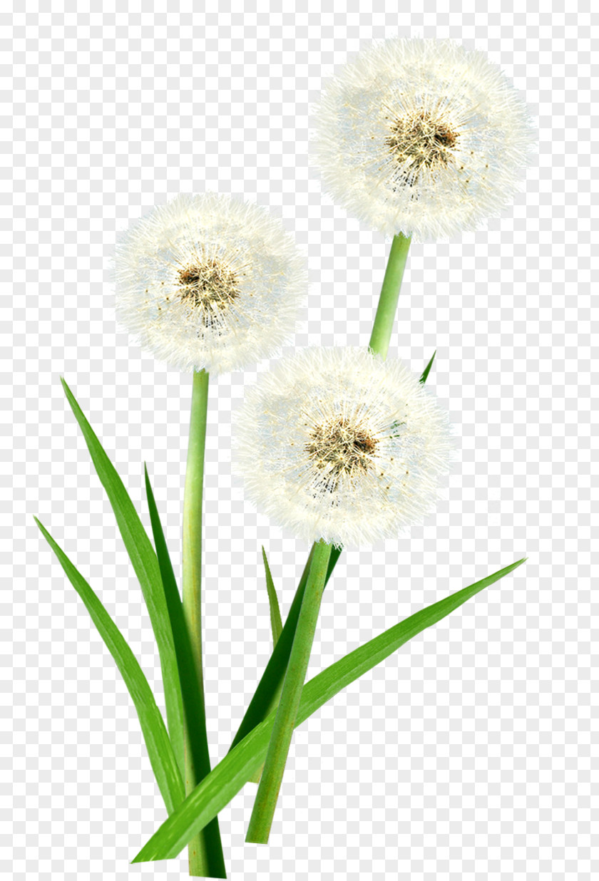 White Summer Floating Dandelion Food Floral Design Liver Digestion PNG