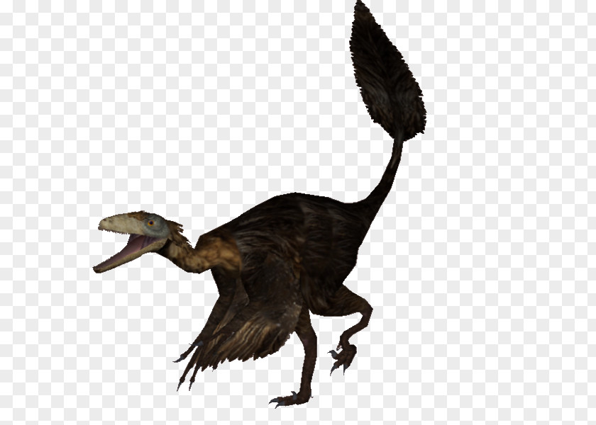 Goose Anatidae Velociraptor Cygnini Duck PNG