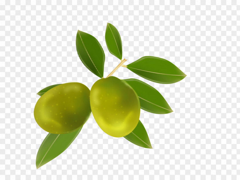 Olive Fruits Oil Lime Fruit PNG