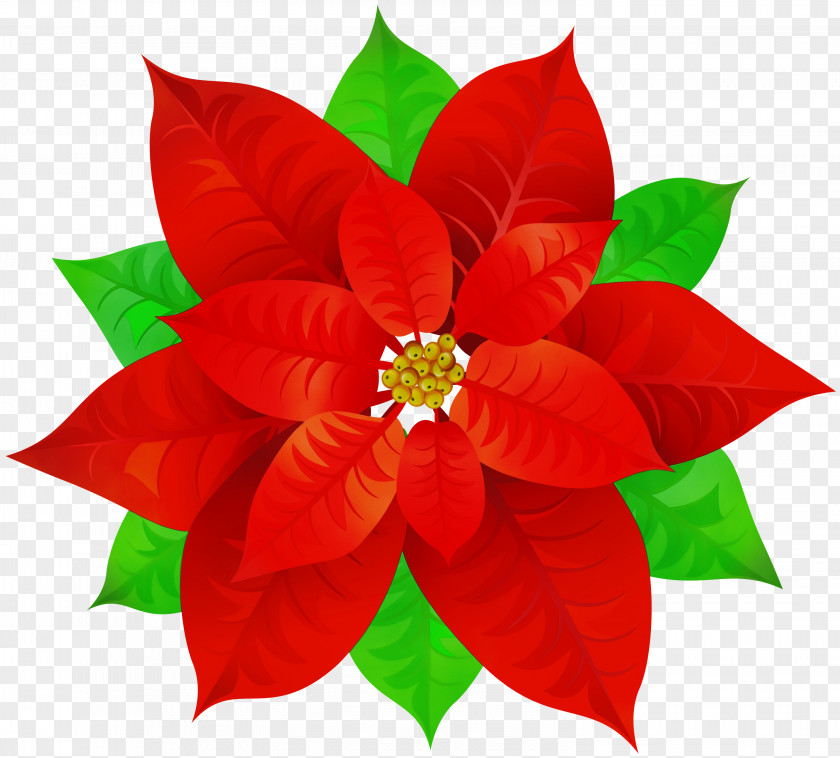 Plant Leaf Christmas Poinsettia PNG