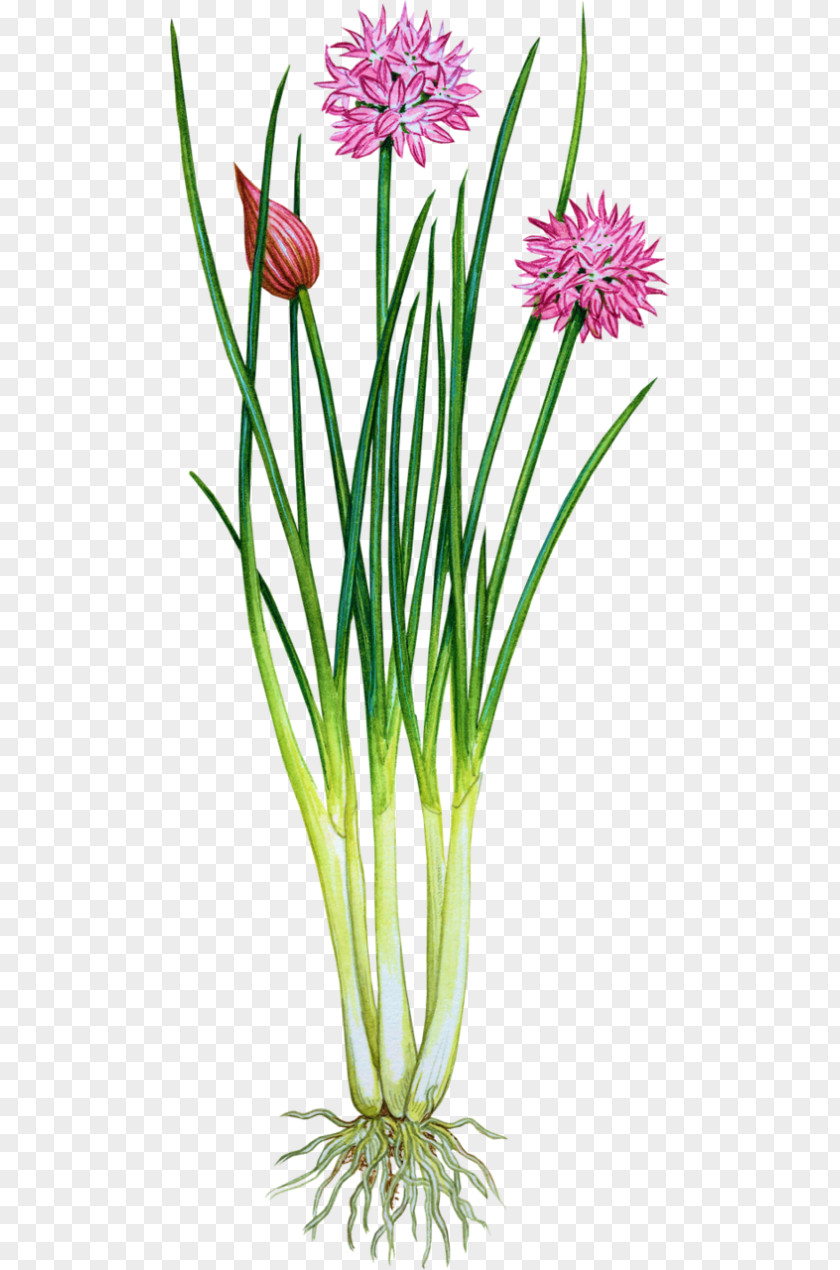 Plants Garlic Chives Herb Onion PNG