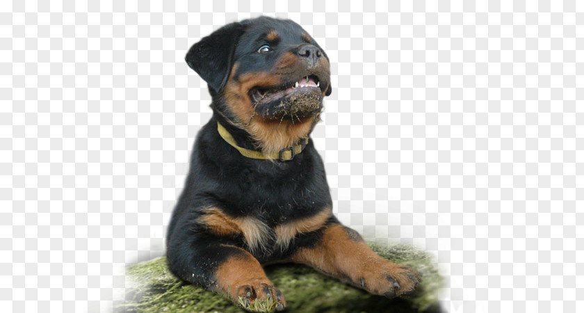 Rottweiler Dog Breed Snout PNG