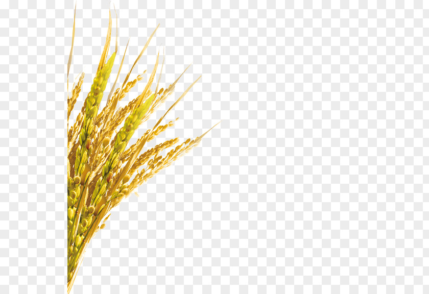 Wheat Euclidean Vector PNG